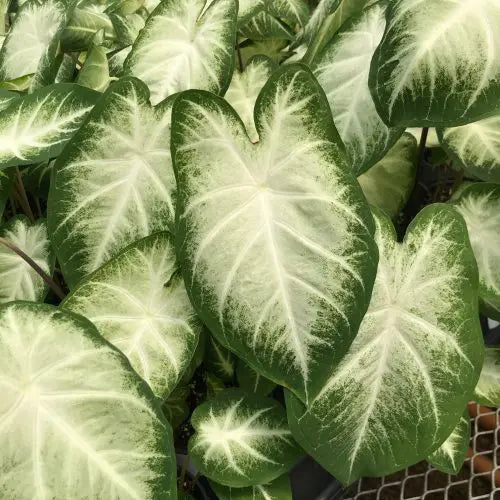 Caladium