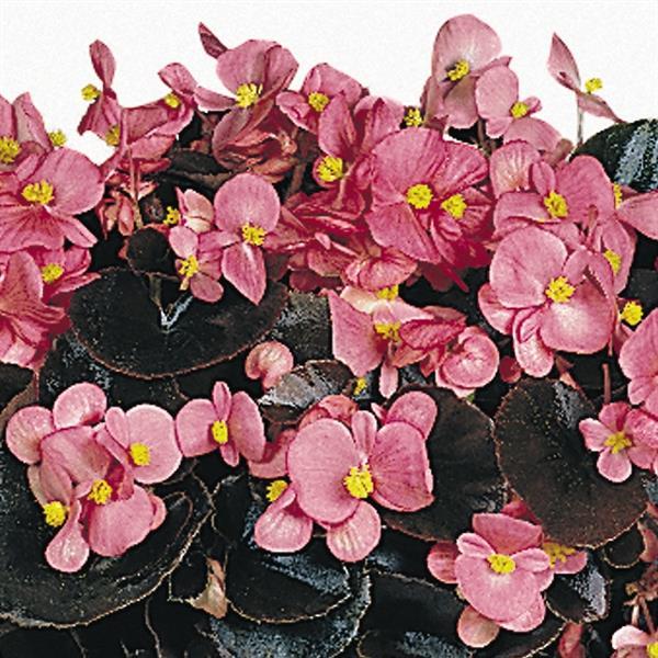 Begonia Bronze Leaf Cocktail®