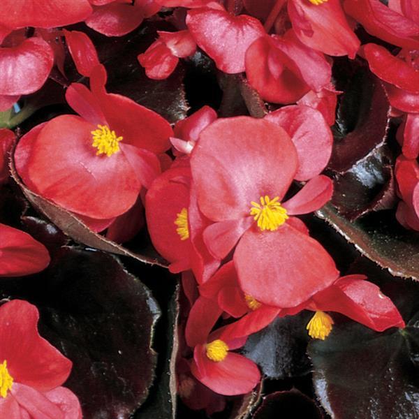 Begonia Bronze Leaf Cocktail®