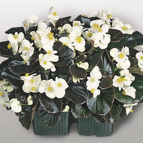 Begonia Bronze Leaf Cocktail®